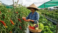 8 Tanaman Sayur yang Mahal Dijual dan Bernilai Jual Tinggi, Peluang Usaha Menjanjikan