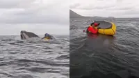 Viral Momen Nyata Pria Ditelan Paus Masih Hidup di Laut Patagonia (Sumber: BBC)