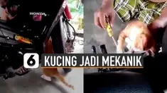 Ada-ada saja tingkah kucing yang satu ini. Ingin menjadi mekanik motor.