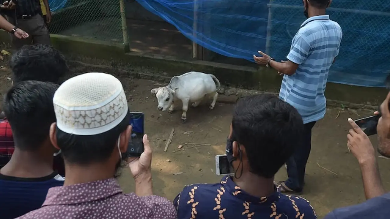 Sapi kerdil Rani.