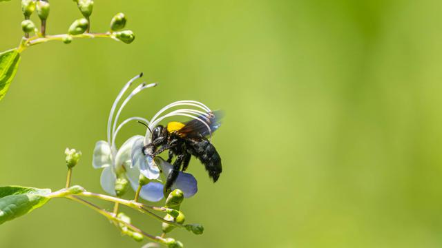 Carpenter Bee