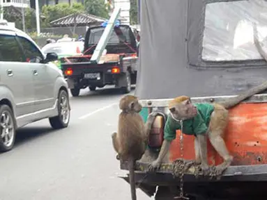 Citizen6, Jakarta: Dua ekor monyet menaiki bajaj di bumper, sedang pemiliknya berada di jok penumpang. Pemandangan ini terlihat saat bajaj melintas di Jalan Satrio, Januari silam. (Pengirim: Sunyoto)