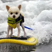 Bukan menunggang kuda, olahraga hewan ini lebih menggemaskan!