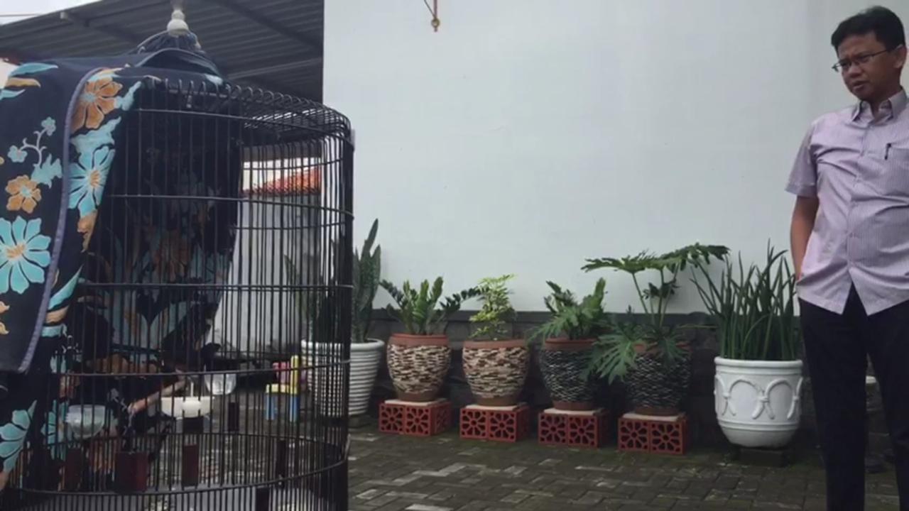 Kisah Burung Murai Batu Warga Brebes yang Ditawar Jokowi Rp 600 Juta