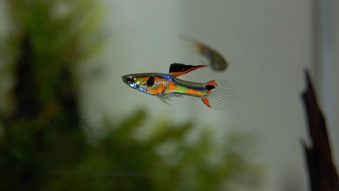 Berita Jenis Ikan Guppy Lokal Hari Ini Kabar Terbaru Terkini