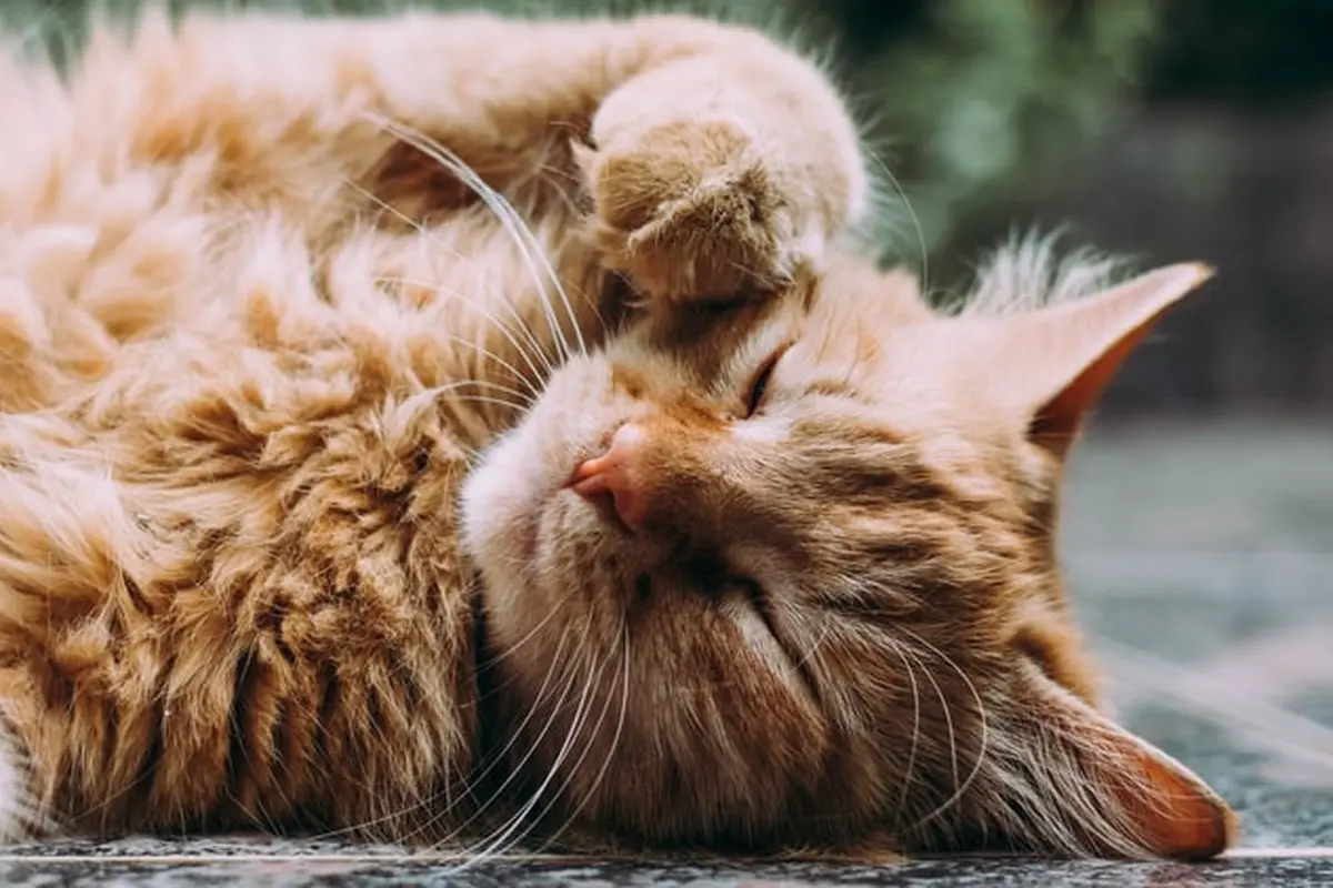 Cara Menangani Kucing yang Muntah