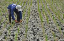 Ribuan Ha Lahan Pertanian Kekurangan Air, Pemkab Bekasi Keluarkan Status Darurat Bencana Kekeringan