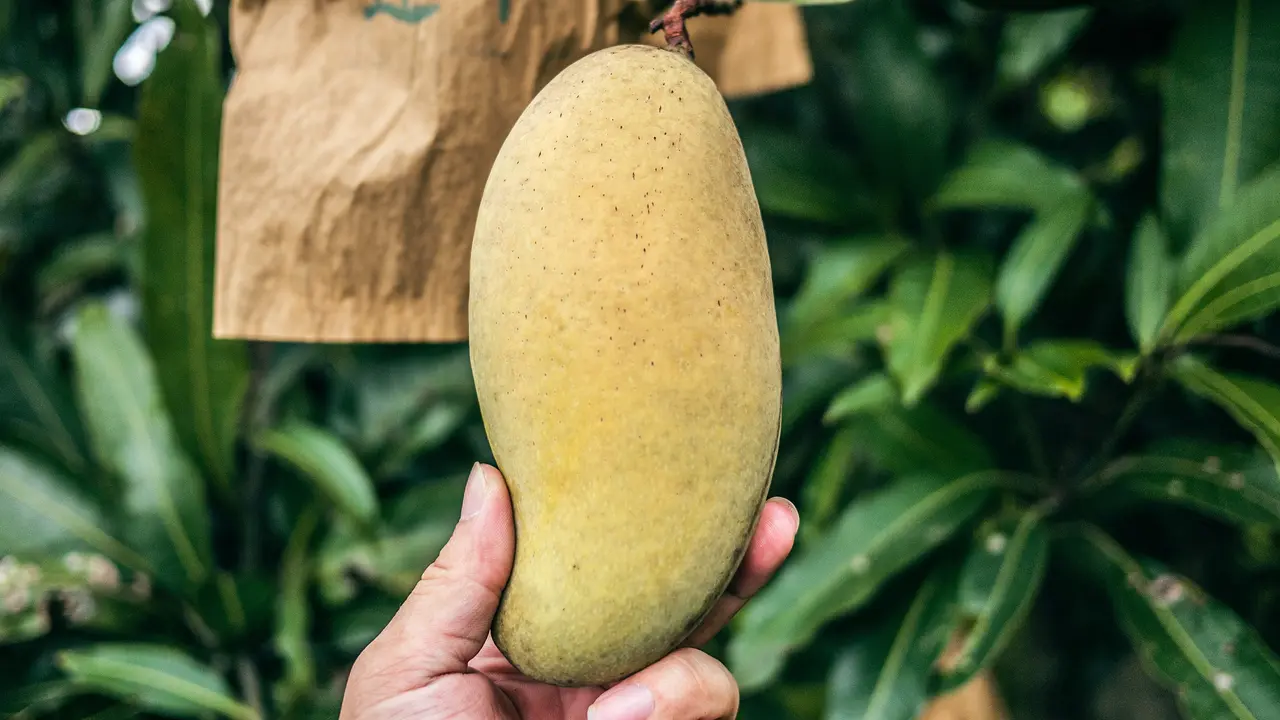 Mangga - Vania