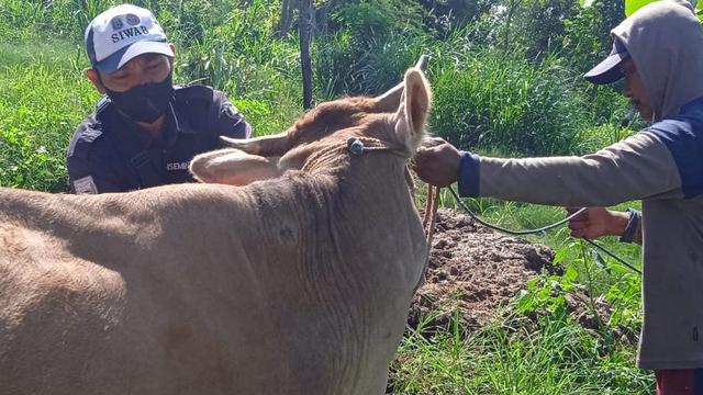 Ilustrasi sapi terpapar PMK (Istimewa)