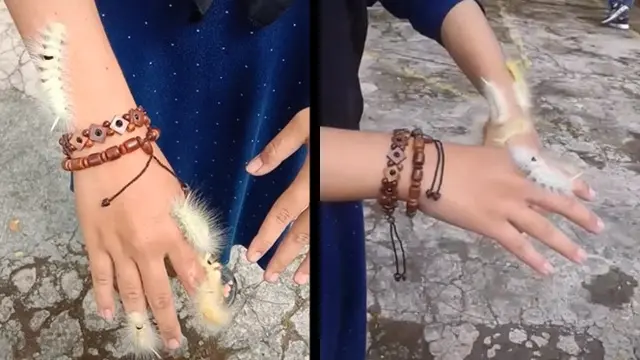 Akui Sudah Biasa dengan UIat Bulu, Aksi yang Dilakukan Wanita Ini Bikin Geli