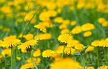 11 Khasiat Dibalik Tanaman Cantik Dandelion yang Jarang Orang Ketahui, Ini Cara Mengolahnya