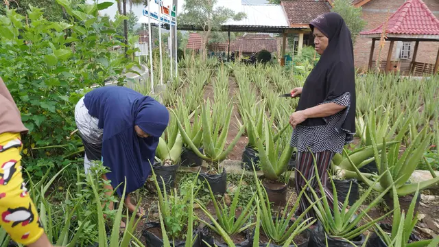 Para ibu di Jeruklegi bersiap panen aloe vera
