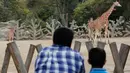 Seekor jerapah berusia dua bulan terlihat di kandangnya di Kebun Binatang Chapultepec, Mexico City, 29 Desember 2019. Kebun binatang tersebut menyambut bayi jerapah kedua yang labhir di tahun ini. (AP Photo/Ginnette Riquelme)