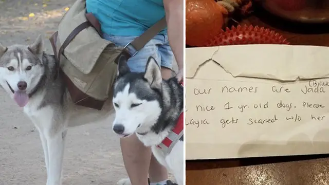 Dibuang Oleh Pemilik, Anjing Ini Disertai Sepucuk Surat