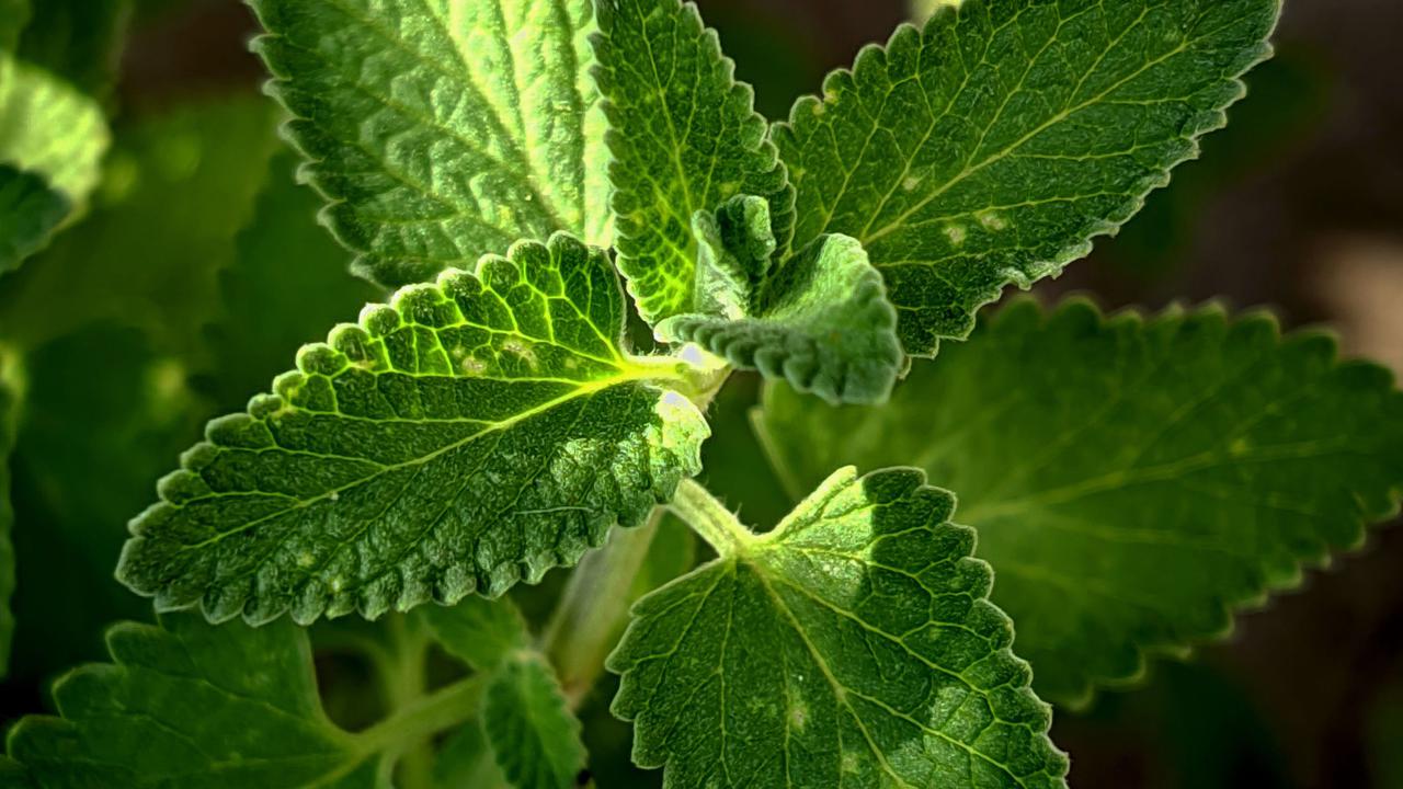 Tanaman Peppermint