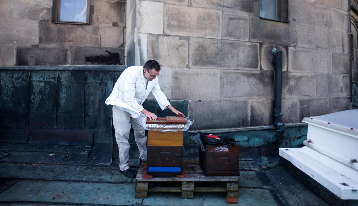 Peternak lebah, Uwe Marth membuka kotak sarang lebah madu yang diproduksi di atap Katedral Berlin di Berlin, 14 Mei 2018. Seseorang tidak akan mengira kalau ibu kota Jerman itu adalah lokasi ideal beternak lebah dan produksi madu. (AP/Markus Schreiber)