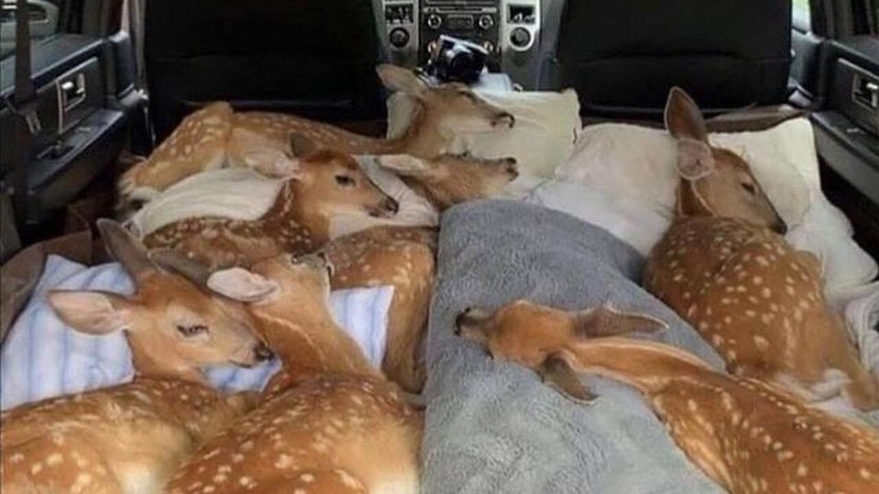 Wah, tidur di Rusia rasanya benar-benar nyaman