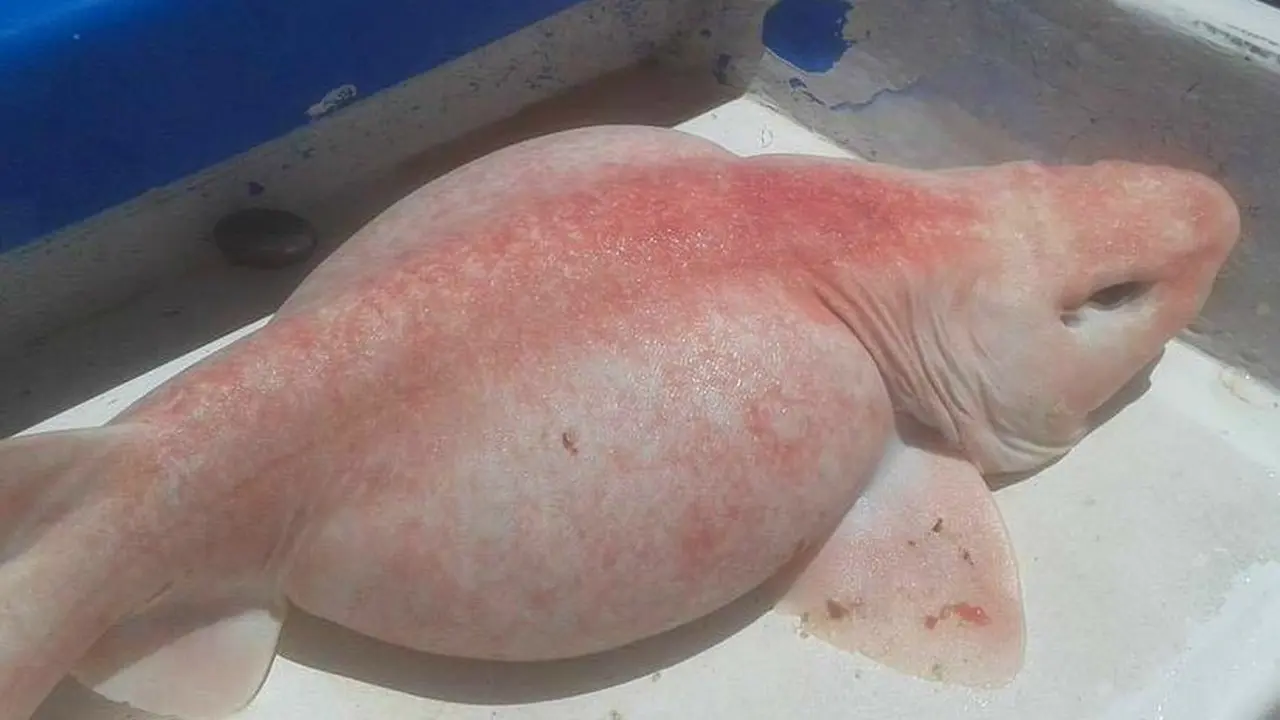 Berwarna Pink 'Ikan Alien' Ini Ditangkap di Pantai Meksiko