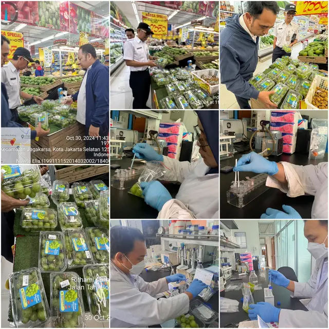 Pemeriksaan cepat anggur shine muscat di Jakarta (Dok Dinas KPKP Provinsi DKI Jakarta)
