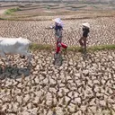 El Nino Perparah Kekeringan Sawah di Jonggol