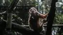 Primata beraktivitas dalam kandangnya di Taman Margasatwa Ragunan, Jakarta Selatan, Senin (20/4/2020). Satwa-satwa di Taman Margasatwa Ragunan terlihat lebih tenang sejak penutupan lokasi mulai 14 Maret untuk mencegah penyebaran virus corona COVID-19. (Liputan6.com/Faizal Fanani)