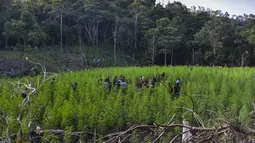 Personel kepolisian memusnahkan ladang ganja di kawasan hutan Montasik, Aceh Besar, Aceh, Rabu (6/3/2019). Polisi melakukan pemusnahan ribuan batang tanaman ganja dengan cara dicabut kemudian dibakar. (CHAIDEER MAHYUDDIN / AFP)