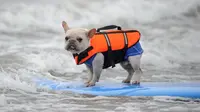 Anjing-anjing Ini Heboh Ikut Balapan Selancar Air!