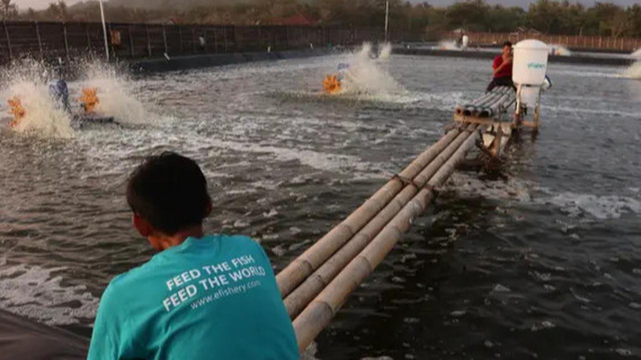 Serikat Pekerja eFishery Ungkap Ada 100 Karyawan di-PHK, Perusahaan Terancam Tutup