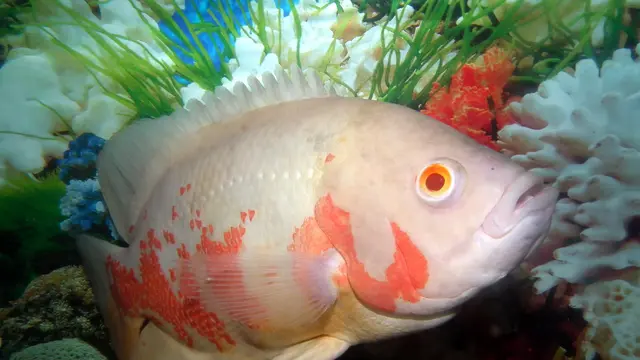 Ikan Oscar