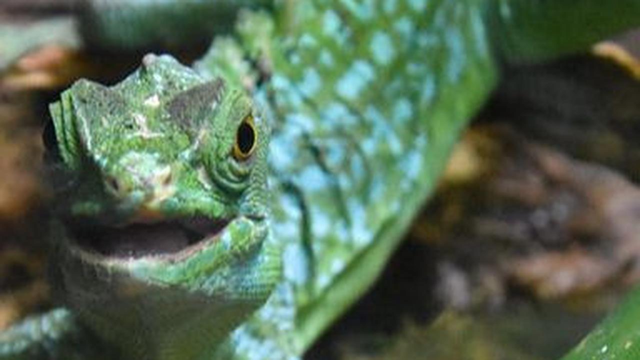 8. Kadal Whiptail<br>
