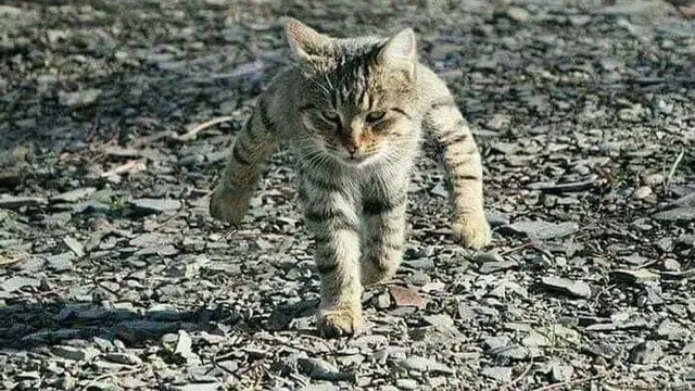 Bikin Ambigu, 10 Foto Ini Berhasil Menipu Mata