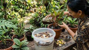 6 Trik Bikin Pupuk Alami Cuma Pakai Air Cucian Beras dan Kulit Pisang, Tanaman Lebih Subur