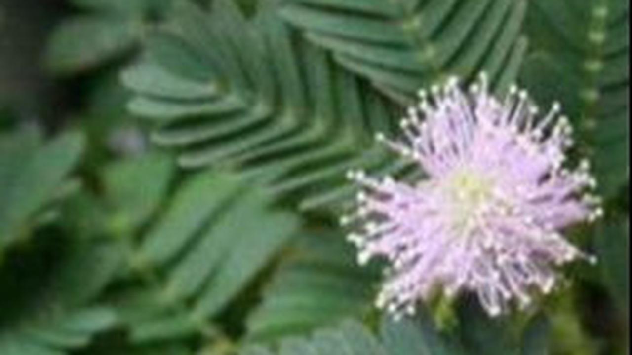 Manfaat Daun Putri Malu<br>