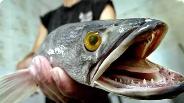 Ikan-ikan Ini Paling Berbahaya di Dunia