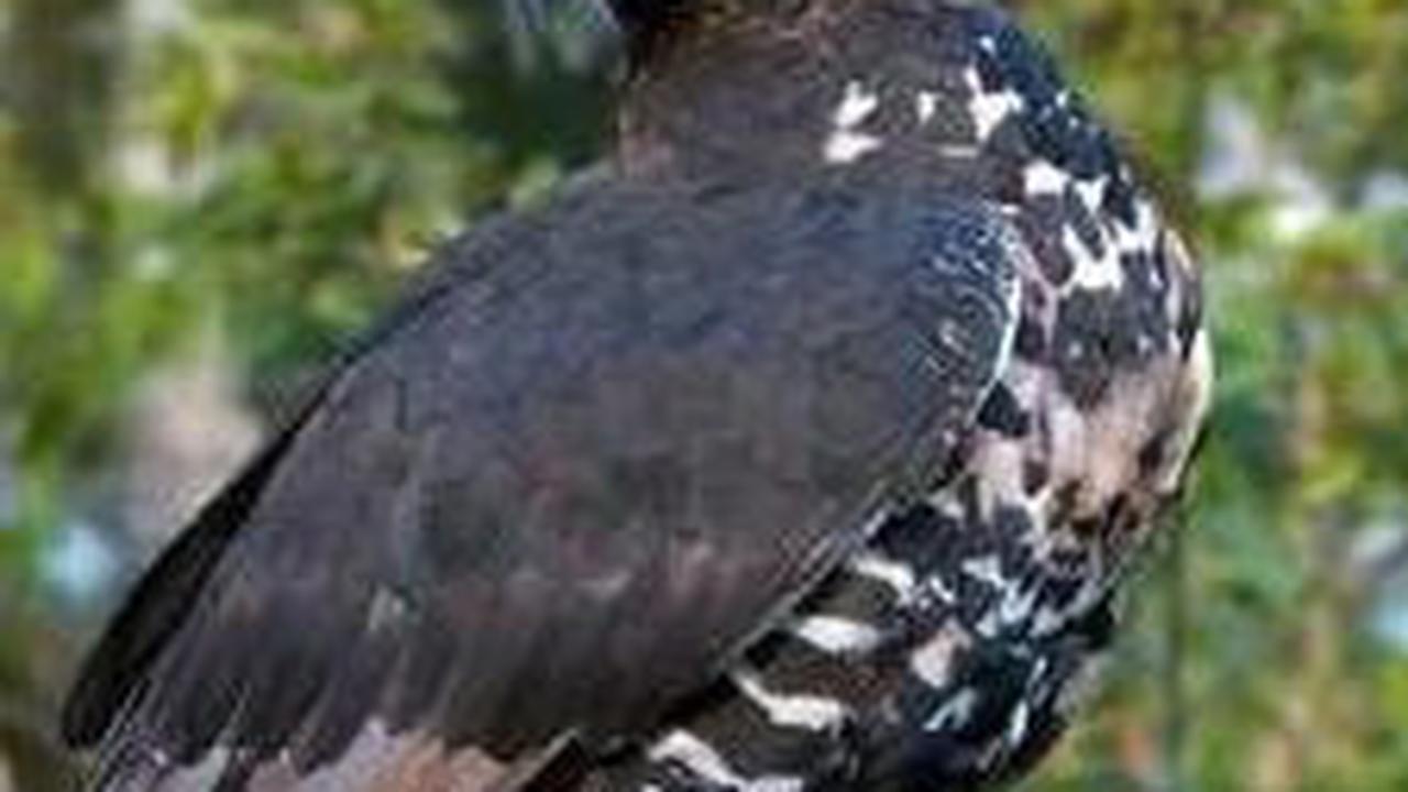 2. Burung Elang Mahkota<br>