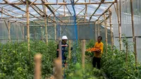 Cara Antam Sulap Lahan Tidur Sekitar Tambang Jadi Sumber Pendapatan Warga Kalongliud