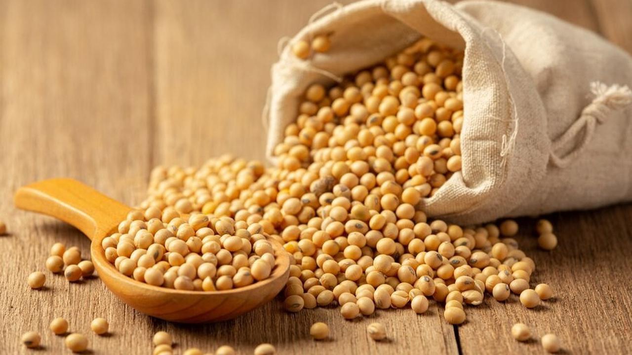Protein Nabati: Alternatif Sehat untuk Vegan
