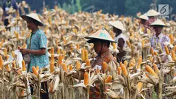 Suasana saat petani melakukan panen raya jagung di Tuban, Jawa Timur, Jumat (9/3). Sebanyak 33,7 ton jagung dihasilkan dari 7,5 hektare atau 4,5 ton per hektare. (Liputan6.com/Angga Yuniar)