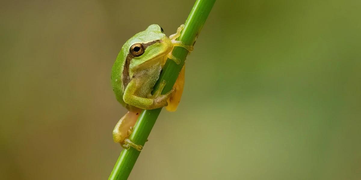 Ilustrasi Katak Kecil