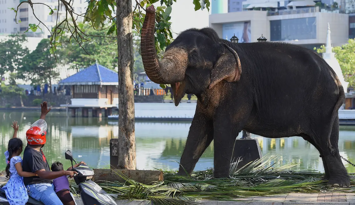 Warga menyapa gajah jelang festival Perahera di Kuil Gangaramaya, Sri Lanka (18/2). Sekitar 50 gajah dan ribuan penabuh genderang tradisional, penari, dan biksu akan berpartisipasi dalam prosesi Navam Budha. (AFP Photo/Ishara S. Kodikara)