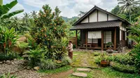 7 Jenis Pohon Buah yang Cocok untuk Rumah Bergaya Jepang, Mudah Dirawat di Indonesia