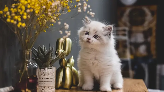 Mimpi Melihat Kucing