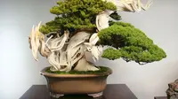 Jarang Diketahui, 4 Tanaman Ini Bisa Dijadikan Bonsai