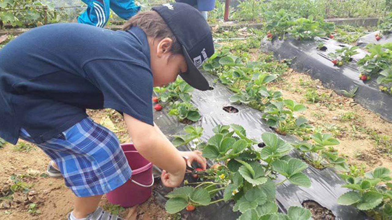 Asiknya ‘Hang Out’ di Kebun Strawberry Bedugul Bali