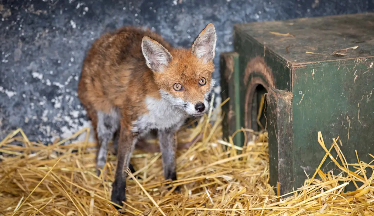 Rubah liar dirawat di Wildlife Rehabilitation Irlandia di tempat baru mereka di belakang Pub Tara na Ri yang ditutup di County Meath di barat laut Dublin pada 18 Februari 2021. Bar yang tutup selama lockdown Covid-19 tersebut diubah menjadi rumah sakit bagi satwa liar. (PAUL FAITH/AFP)
