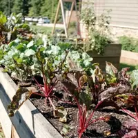 Ilustrasi Kebun Sayur (Photo by Jonathan Hanna on Unsplash)