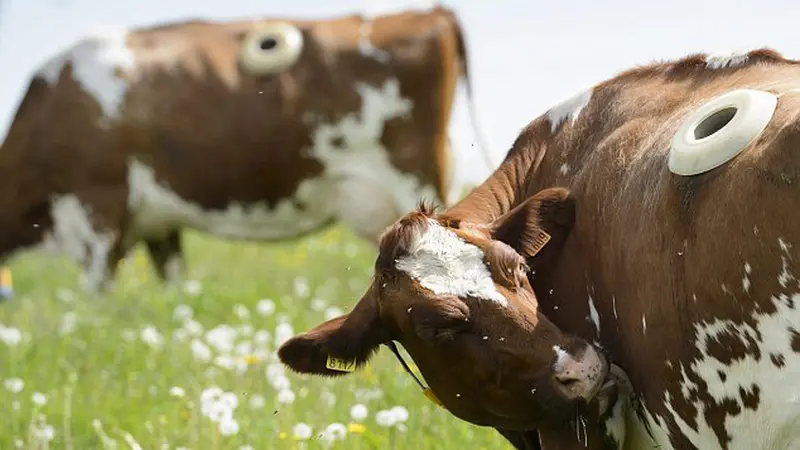 Sapi-sapi di Swiss Punya Lubang Intip