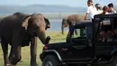 Dalam foto yang diambil pada 30 Juli 2018, seekor gajah Sri Lanka mengejar jeep safari di taman nasional Kaudulla, Habarana. Gajah sri lanka adalah salah satu dari tiga subspesies gajah asia. (AFP PHOTO/ISHARA S. KODIKARA)