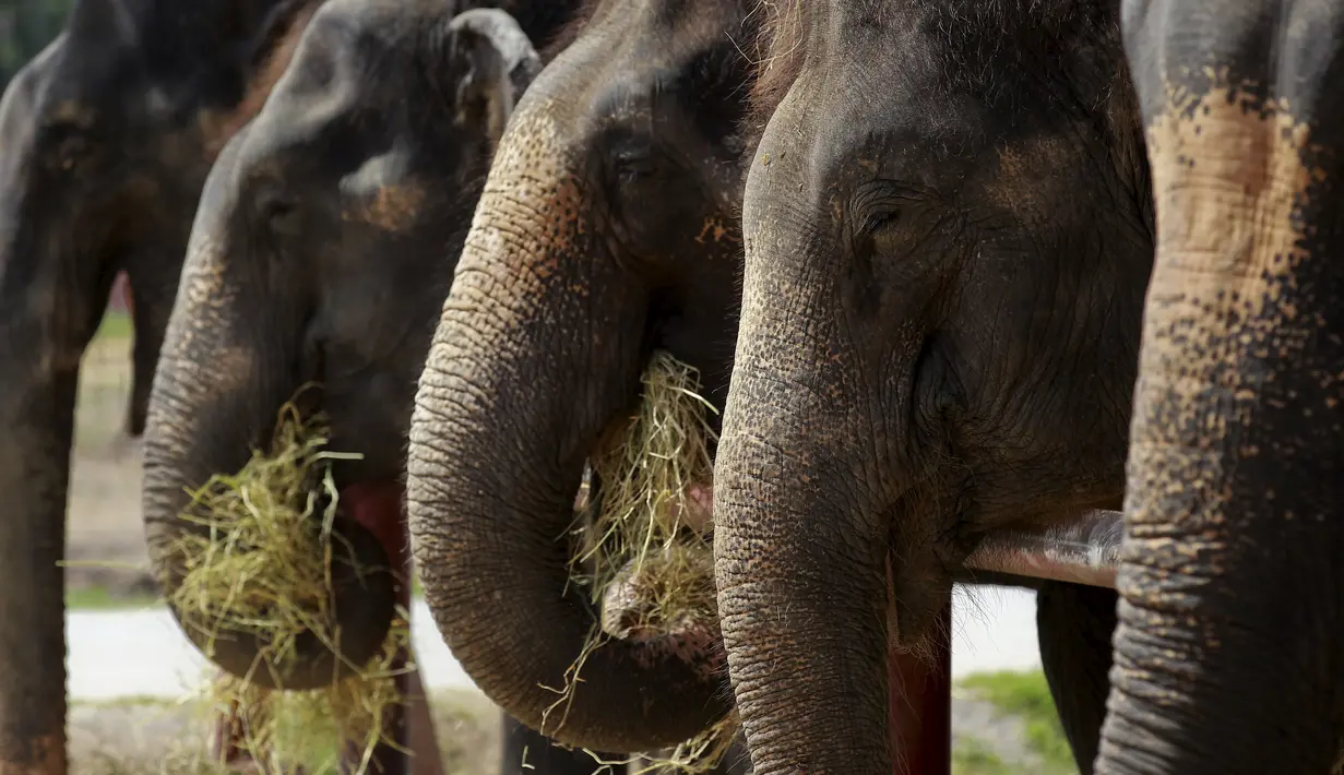 Sejumlah Gajah saat makan jerami di sebuah kamp di Thailand kuno Ayutthaya, Bangkok, Thailand, (11/8/2015). Acara tahunan ini diselenggarakan untuk meningkatkan kesadaran tentang konservasi gajah. (REUTERS/Chaiwat Subprasom)