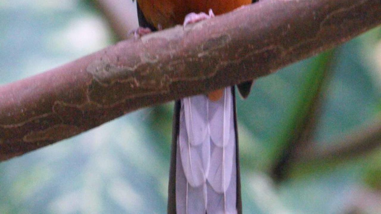 Jenis Burung Murai yang Populer Dipelihara di Indonesia